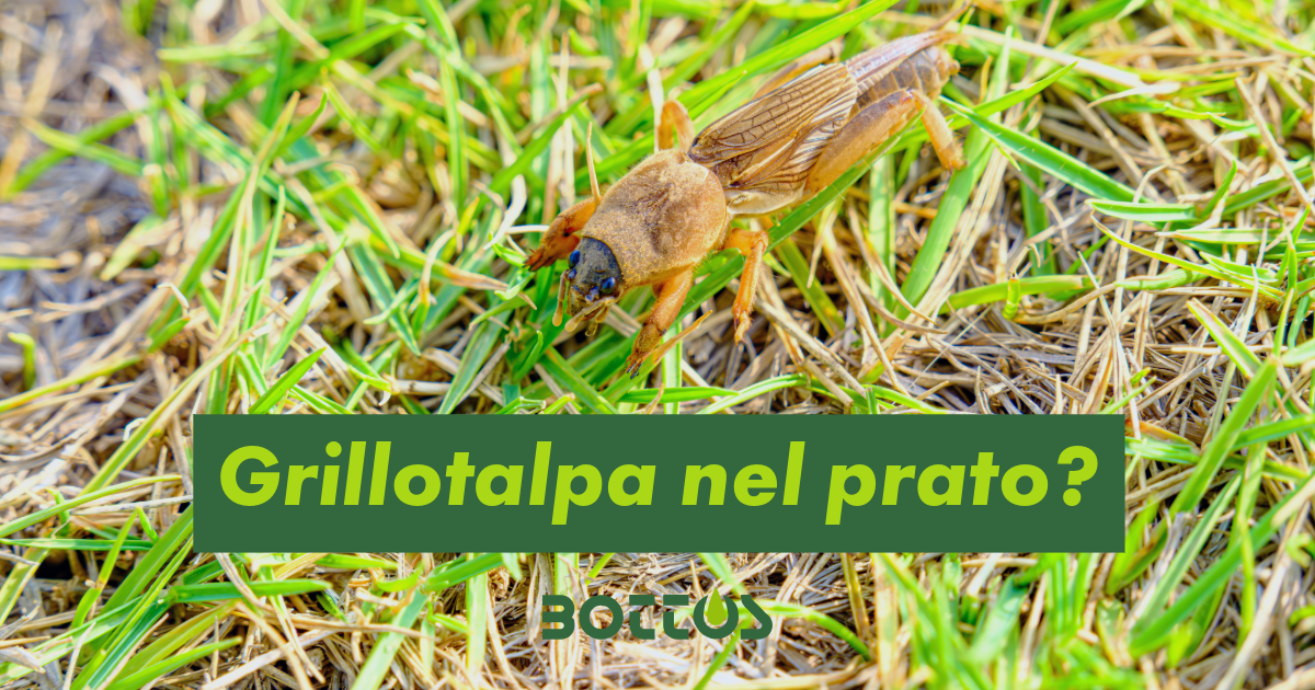Grillotalpa nel prato con danni al tappeto erboso e gallerie nel terreno