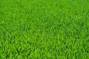 grass-275986_1920