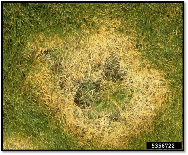 Rhizoctonia Solani patologia estiva del prato