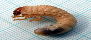 larva di coleottero