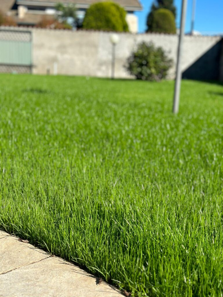 Forteprato Bottos: Le Sementi per Prato Rustiche a Basso Consumo Idrico