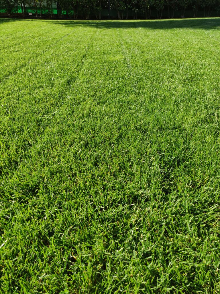 Semi Bottos Maciste: Le Migliori Sementi per un Prato Forte e Resistente
