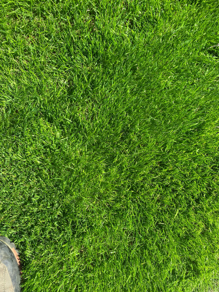 Sementi Bottos Olimpia: Le Sementi per Prato ideali per Zone Soleggiate e in Ombra