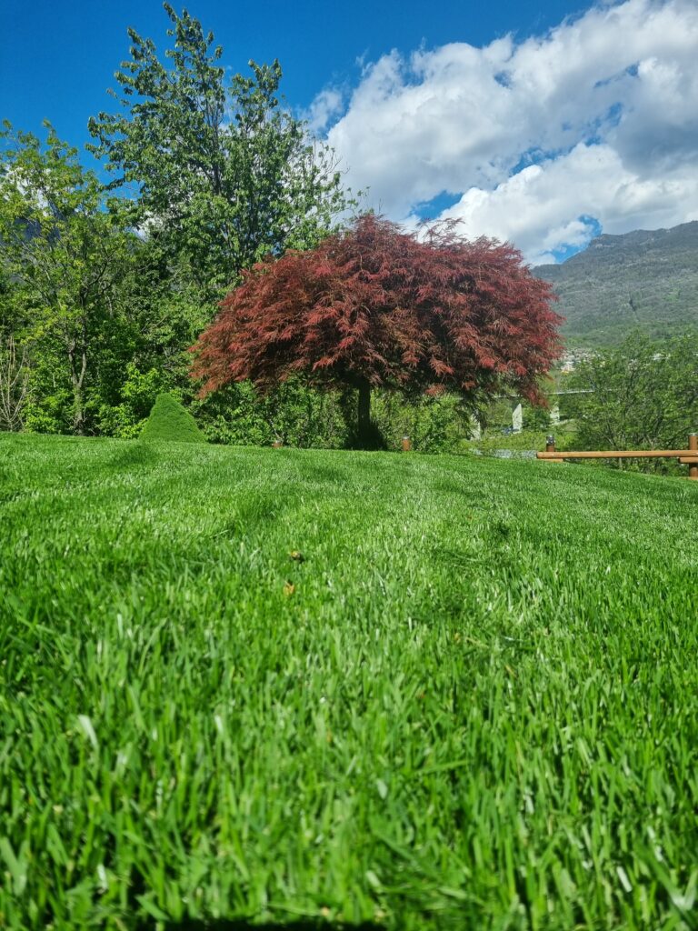 Sementi Bottos Olimpia: Le Sementi per Prato ideali per Zone Soleggiate e in Ombra