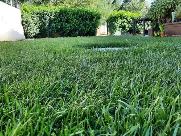 Royal Blue Plus: Le Sementi per Prato d'&Eacute;lite ad Alta Resistenza