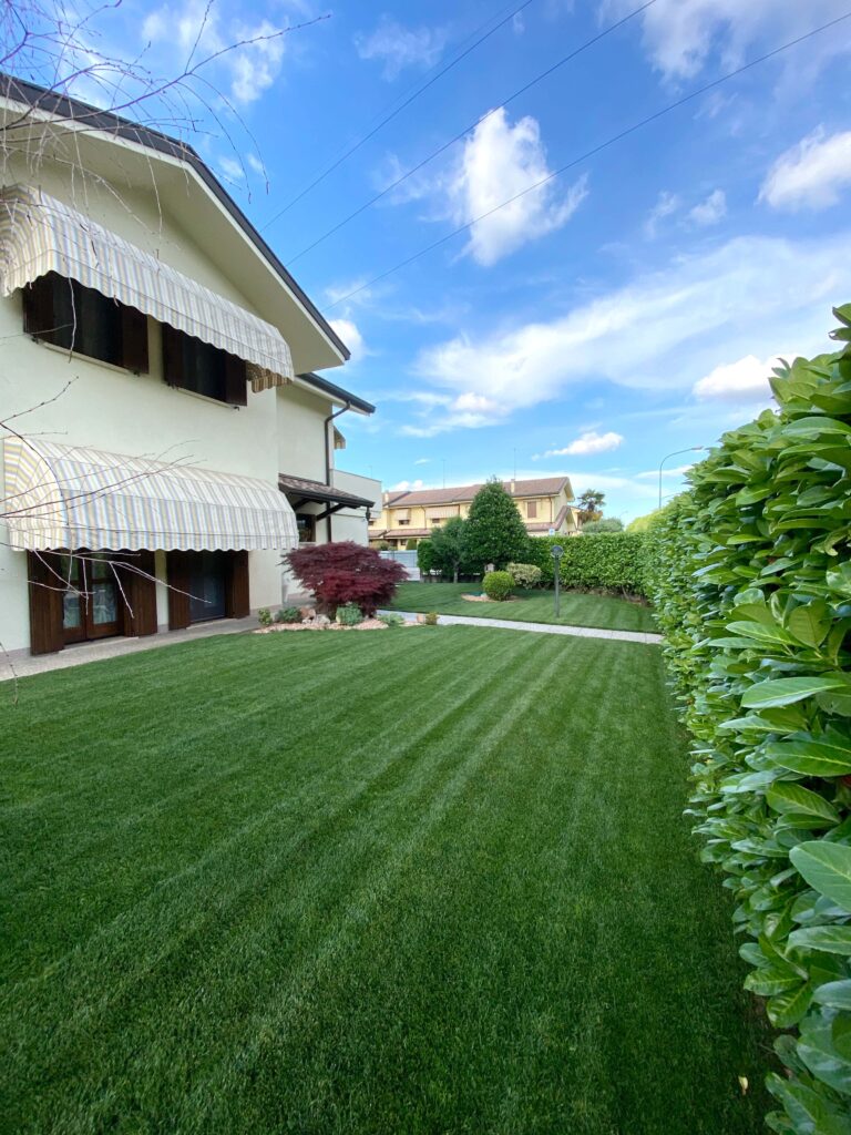 Royal Blue Plus: Le Sementi per Prato d'&Eacute;lite ad Alta Resistenza