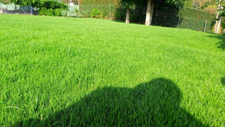 Royal Golf Plus: Le Sementi per Prato a Foglia Fine con Concia Naturale