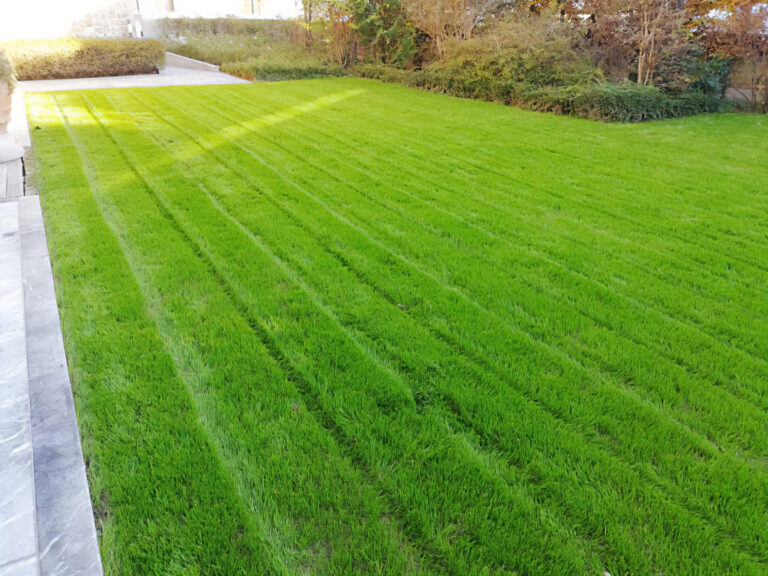 Smeraldo: Le Sementi per Prato ad Alta Resistenza e Colore Brillante
