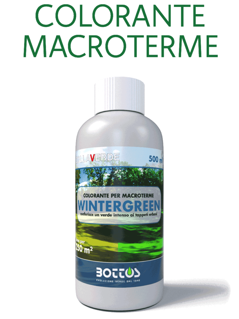 WINTERGREEN sacco