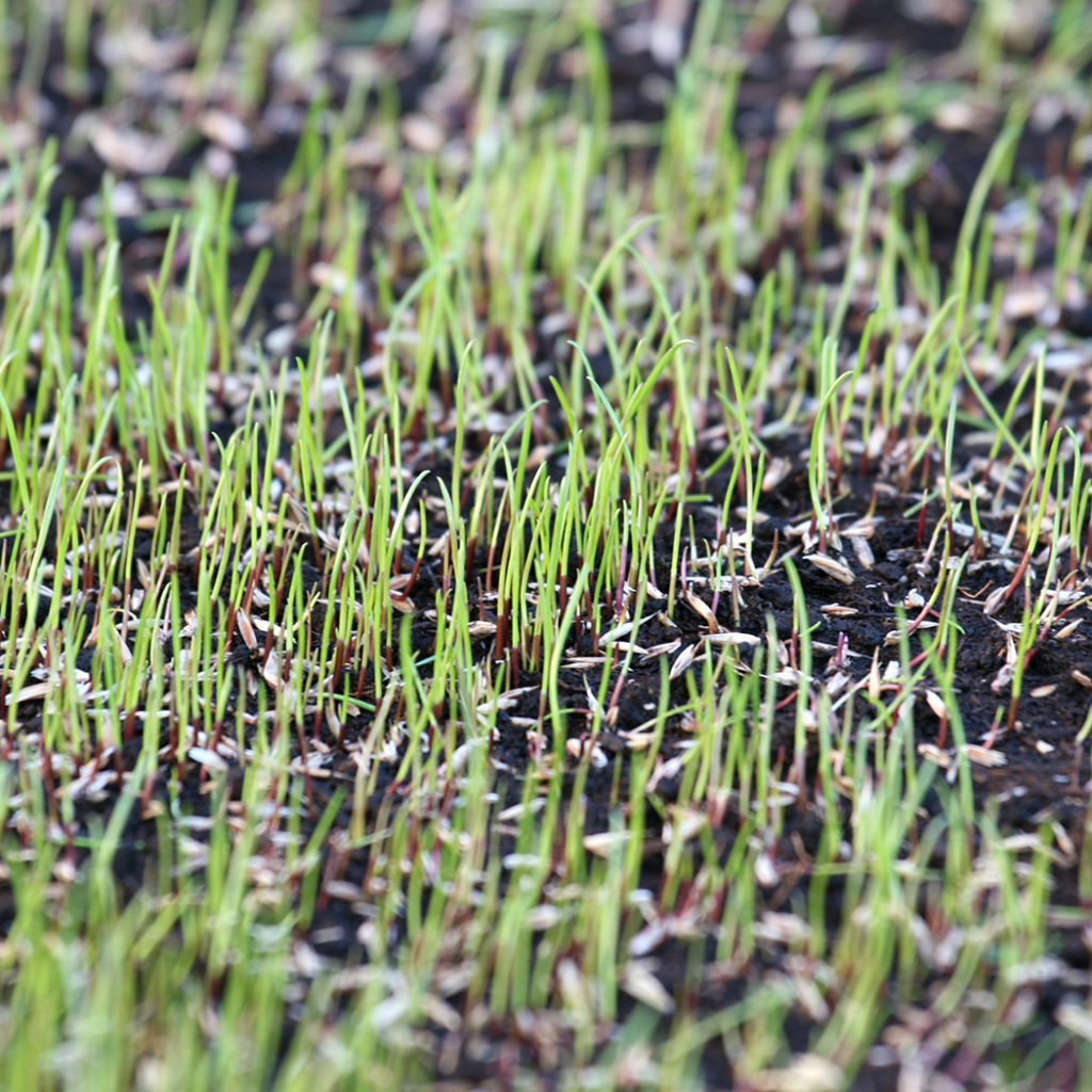 Sementi da prato in germinazione
