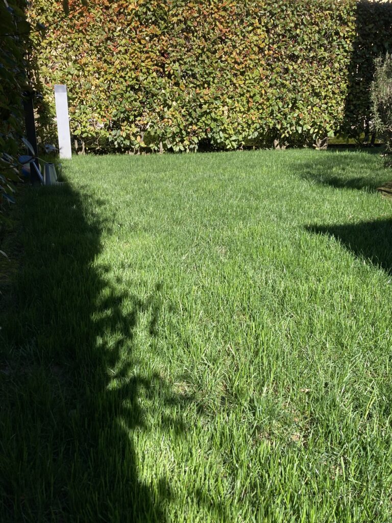 Royal Shade Plus: Le Sementi per Prato Ideali per Zone in Ombra