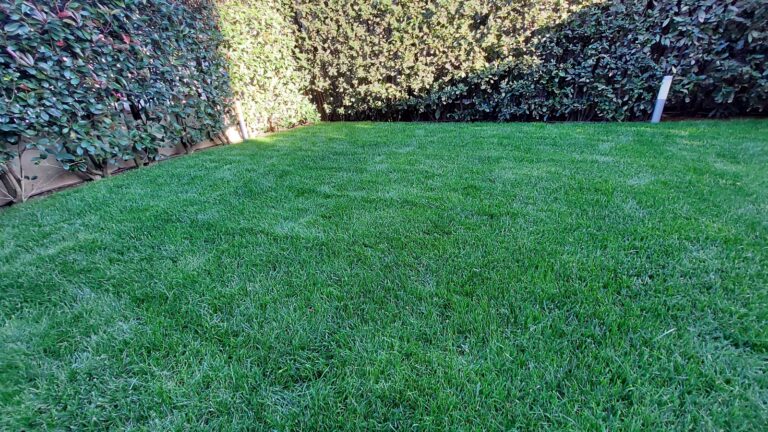 Royal Strong Plus: Le Sementi per Prato a Rapida Germinazione e Alta Resistenza