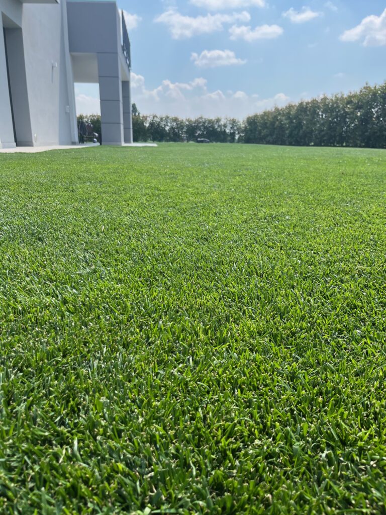Royal Strong Plus: Le Sementi per Prato a Rapida Germinazione e Alta Resistenza