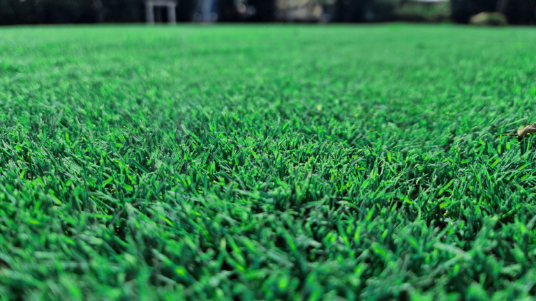 Bermudagrass Bottos: Le Sementi per Prato Macroterma ad Alte Prestazioni