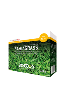 Bahiagrass, macroterma rustica e resistente al caldo, indicata per tappeti erbosi in condizioni difficili.
