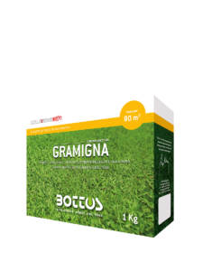 Gramigna, macroterma resistente al caldo e indicata per tappeti erbosi soleggiati.