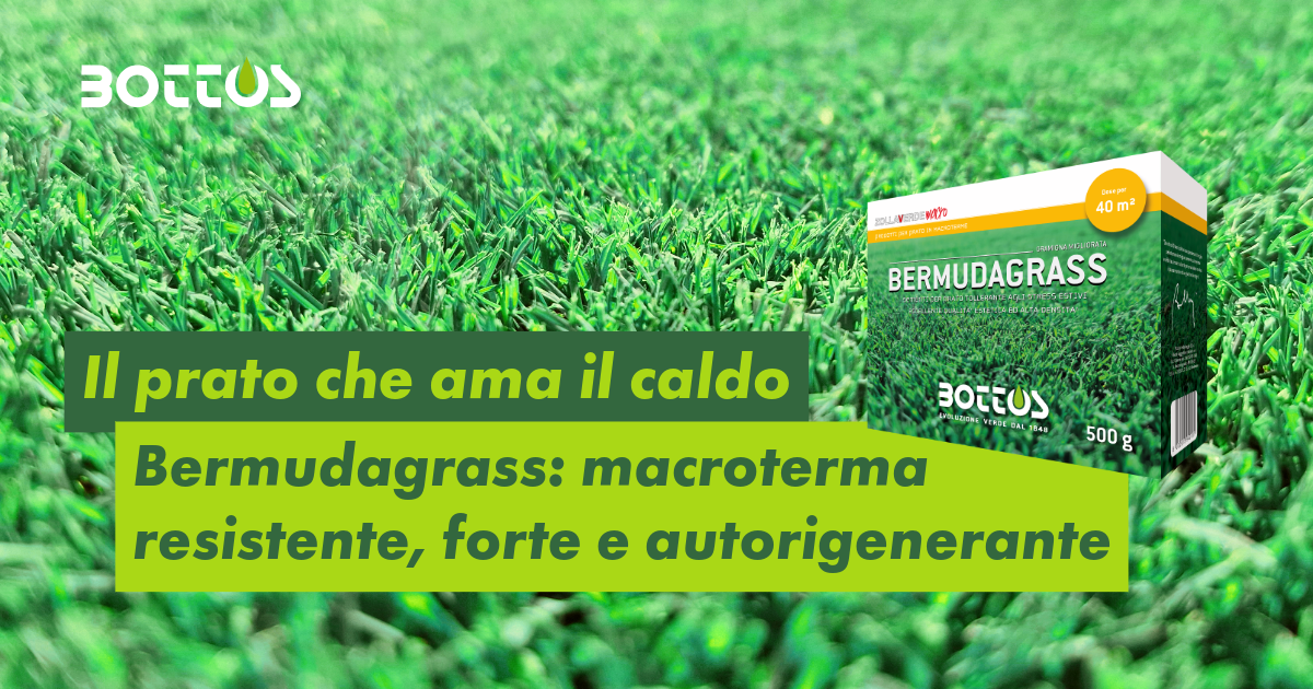 Prato di Bermudagrass Zollaverde Macro, miscela di Cynodon dactylon migliorata per tappeti erbosi resistenti al caldo e alla siccità