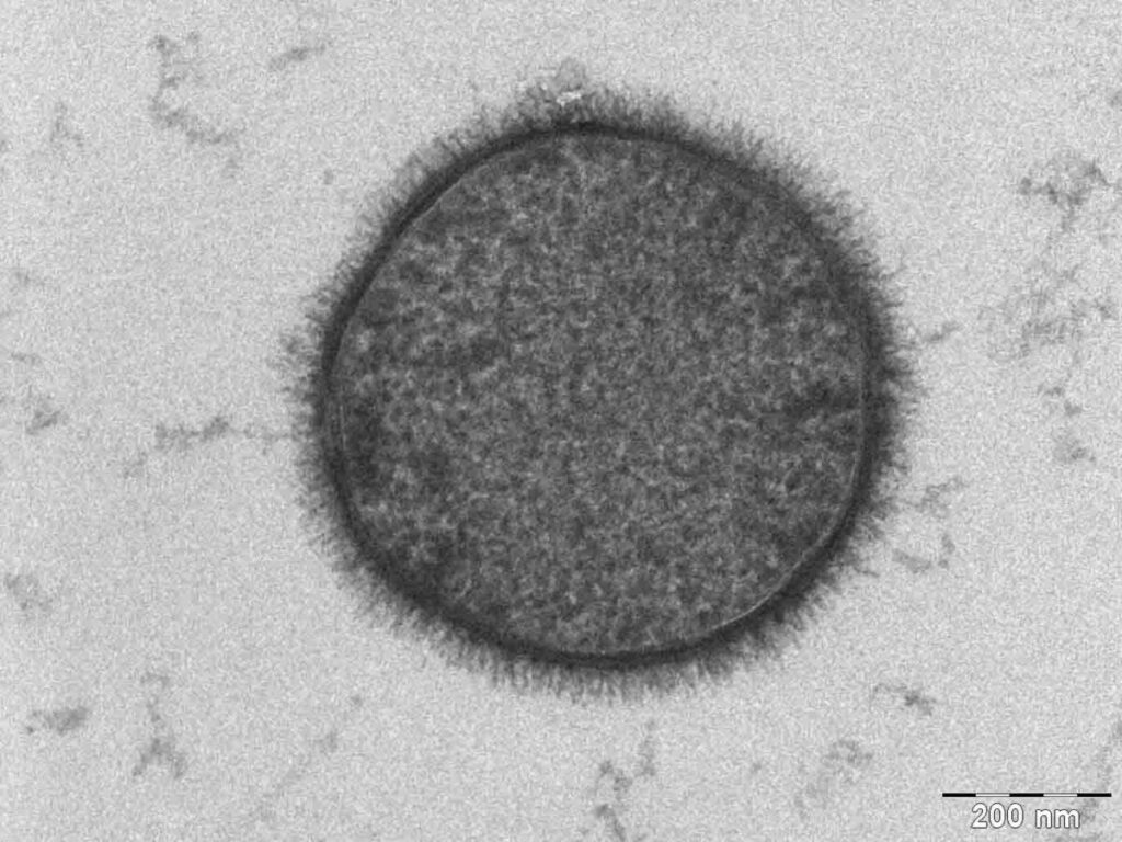 bacillus subtilis microrganismi benefici per la prevenzione delle patologie estive