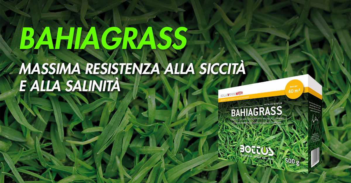 Bahiagrass, macroterma rustica e resistente al caldo, indicata per tappeti erbosi in condizioni difficili.