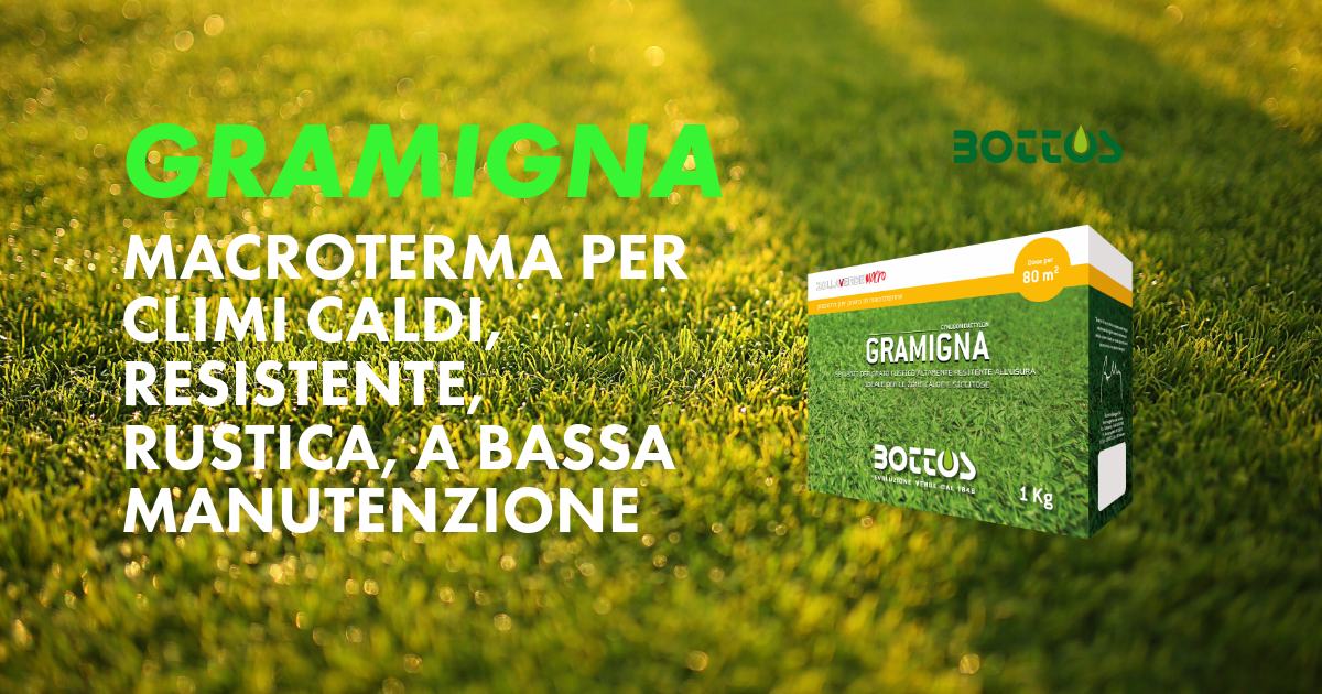 Gramigna, macroterma resistente al caldo e indicata per tappeti erbosi soleggiati.