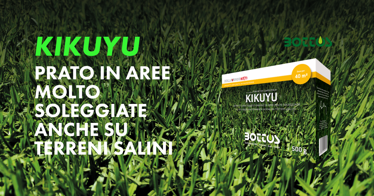 Kikuyu, macroterma vigorosa e resistente al caldo, indicata per tappeti erbosi soleggiati.