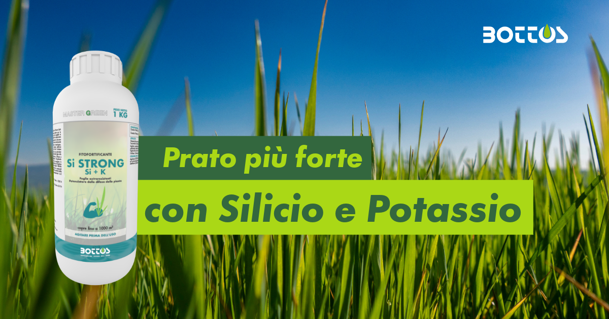 Si Strong Bottos applicato su tappeto erboso per migliorare la resistenza agli stress