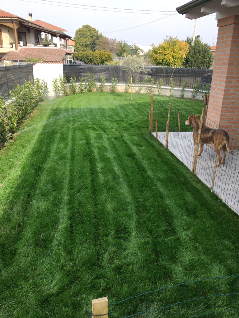 Prato di Royal Blue miscuglio di sementi con Festuca arundinacea
