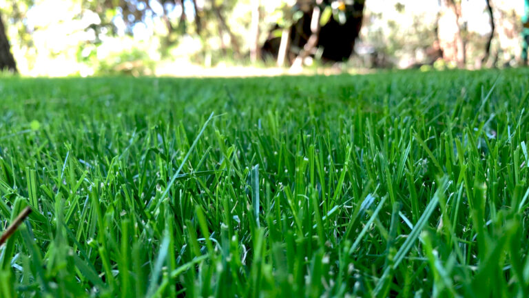 Prato di Royal Blue miscuglio di sementi con Festuca arundinacea