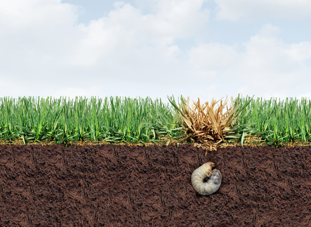Fly Bottos prodotto naturale contro insetti dannosi del tappeto erboso
