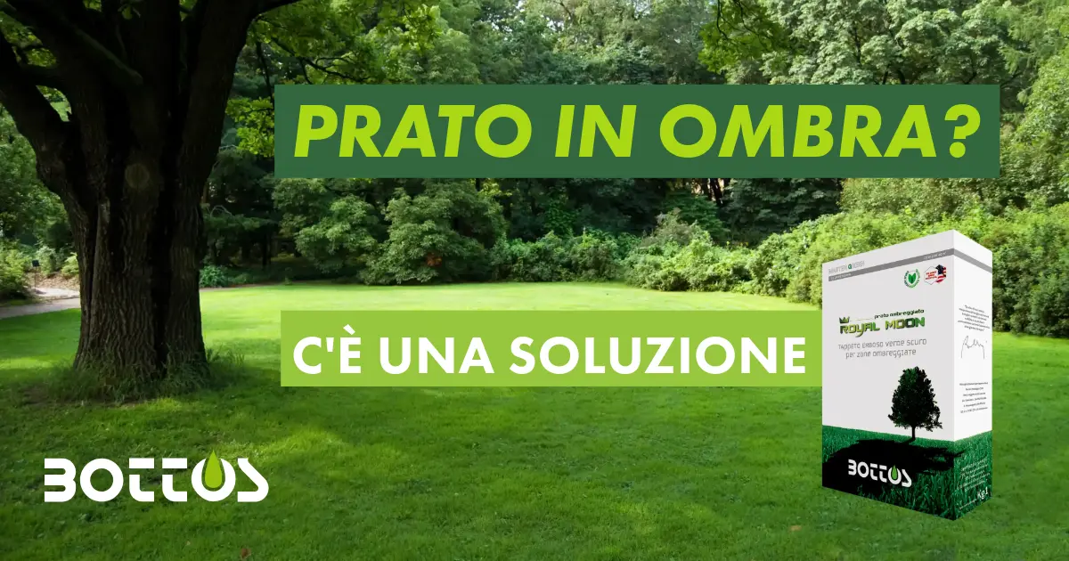 seme prato ombra Royal Moon Bottos