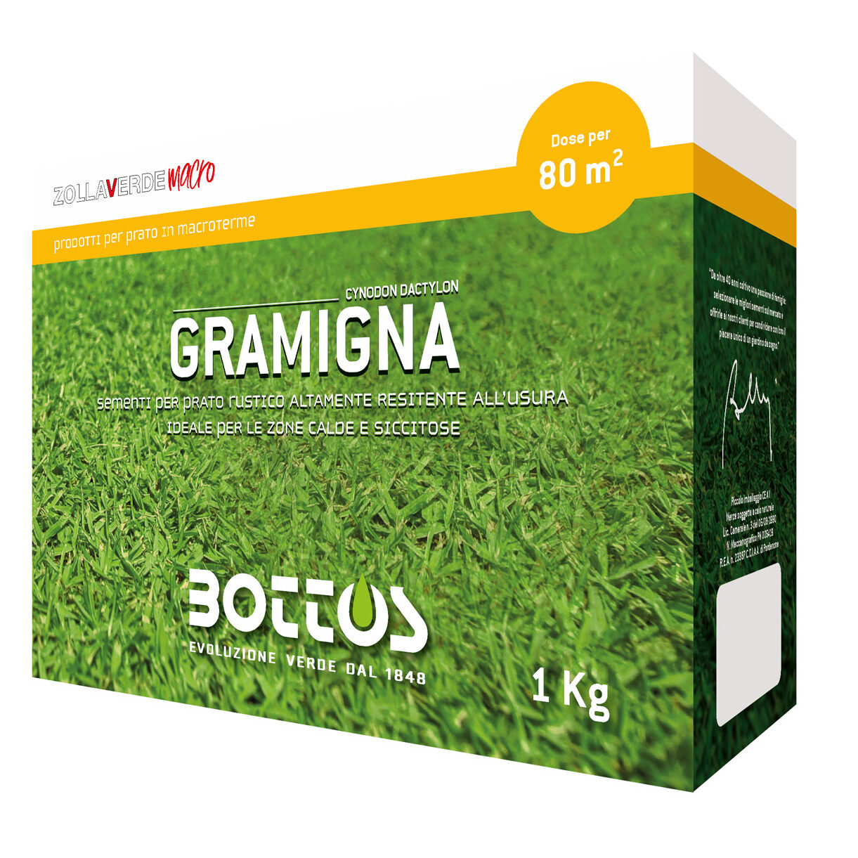 Gramigna, macroterma resistente al caldo e indicata per tappeti erbosi soleggiati.