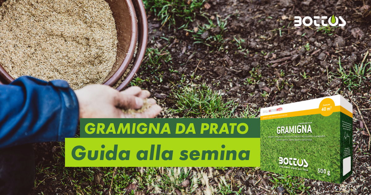 Semina gramigna per prato resistente al caldo e alla siccità