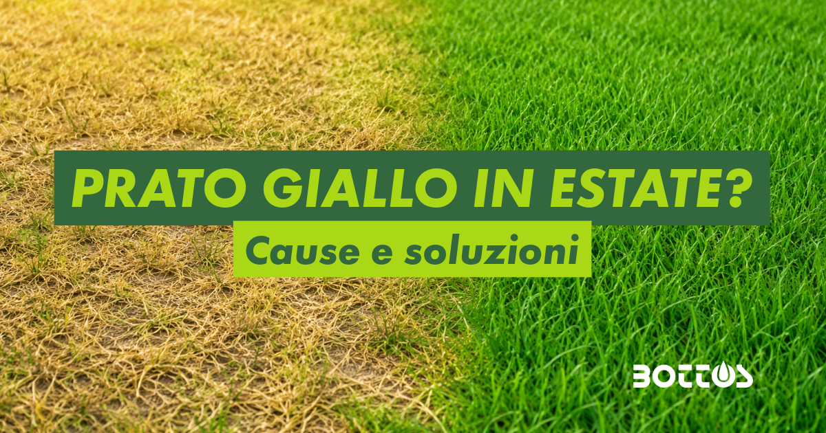 Prato ingiallito d’estate a causa di caldo e siccità con area verde in fase di recupero